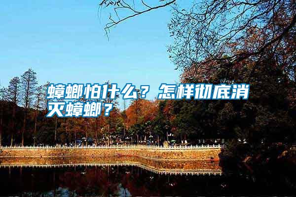 蟑螂怕什么?怎樣徹底消滅蟑螂?