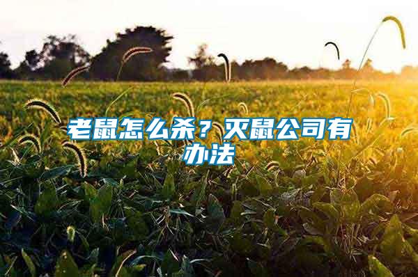 老鼠怎么殺？滅鼠公司有辦法
