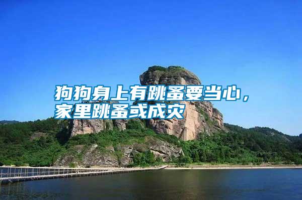 狗狗身上有跳蚤要當(dāng)心，家里跳蚤或成災(zāi)