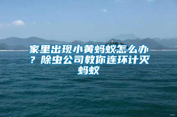 家里出現(xiàn)小黃螞蟻怎么辦？除蟲公司教你連環(huán)計滅螞蟻