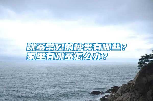 跳蚤常見的種類有哪些？家里有跳蚤怎么辦？