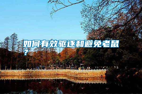 如何有效驅逐和避免老鼠？