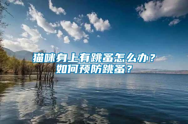 貓咪身上有跳蚤怎么辦？如何預防跳蚤？
