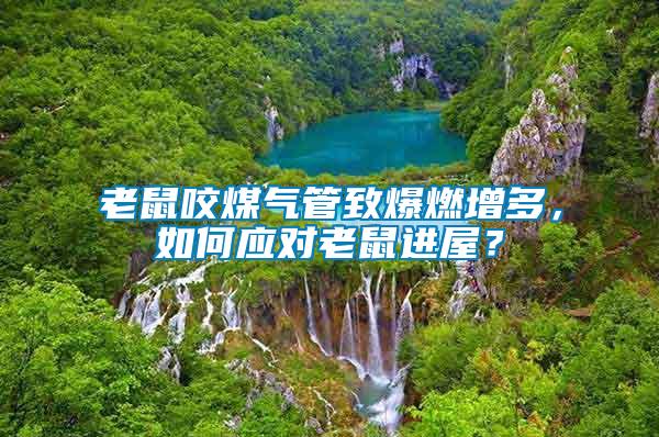 老鼠咬煤氣管致爆燃增多，如何應對老鼠進屋？