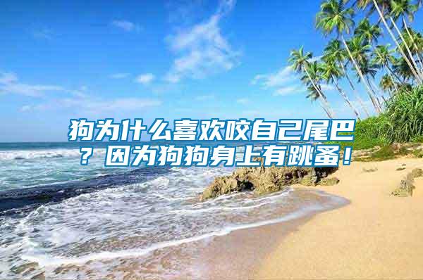 狗為什么喜歡咬自己尾巴？因為狗狗身上有跳蚤！