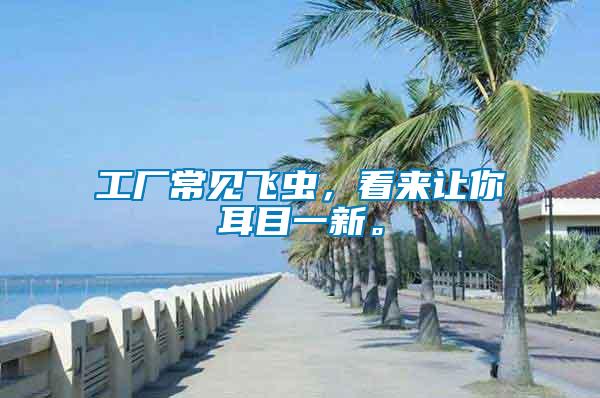 工廠常見飛蟲，看來讓你耳目一新。