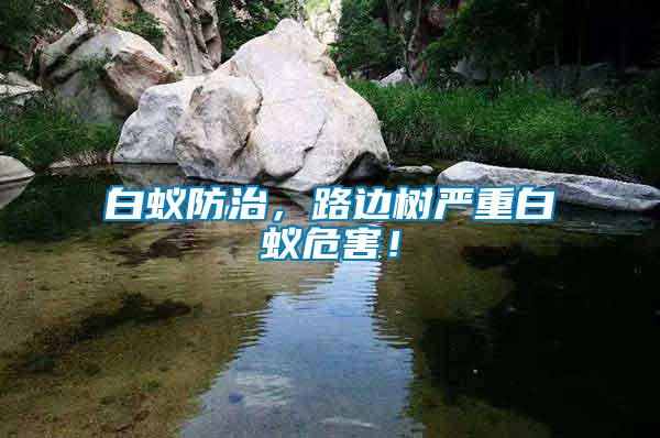 白蟻防治，路邊樹嚴重白蟻危害！
