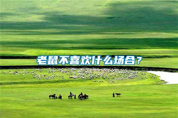 老鼠不喜歡什么場合？