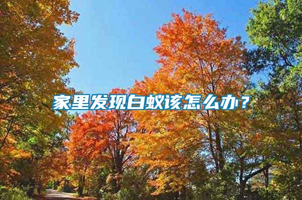家里發(fā)現(xiàn)白蟻該怎么辦？