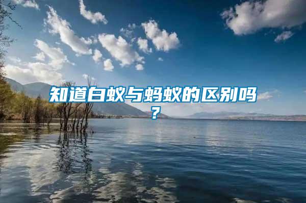 知道白蟻與螞蟻的區(qū)別嗎？
