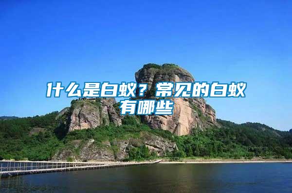 什么是白蟻？常見的白蟻有哪些