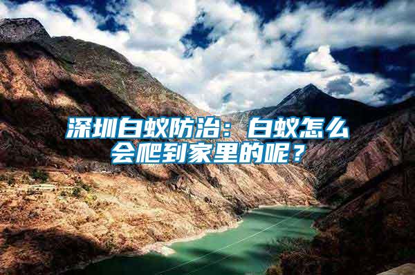 深圳白蟻防治：白蟻怎么會爬到家里的呢？