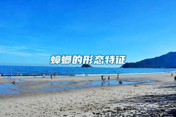 蟑螂的形態特征