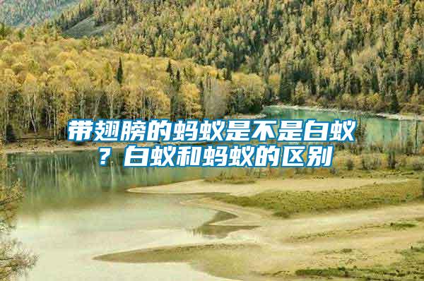 帶翅膀的螞蟻是不是白蟻？白蟻和螞蟻的區別
