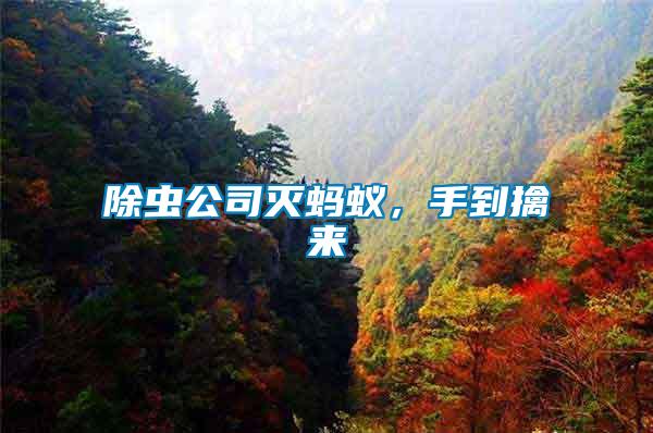 除蟲公司滅螞蟻，手到擒來