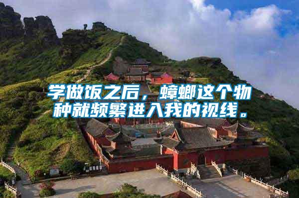 學做飯之后，蟑螂這個物種就頻繁進入我的視線。