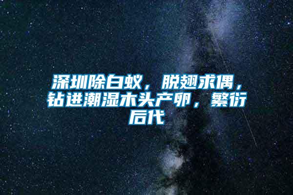 深圳除白蟻，脫翅求偶，鉆進潮濕木頭產(chǎn)卵，繁衍后代