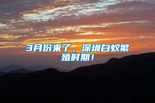 3月份來了，深圳白蟻繁殖時期！