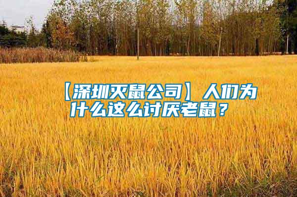 【深圳滅鼠公司】人們為什么這么討厭老鼠?