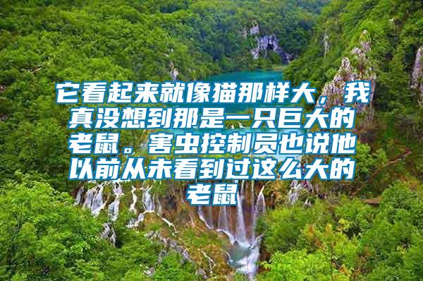 它看起來就像貓那樣大，我真沒想到那是一只巨大的老鼠。害蟲控制員也說他以前從未看到過這么大的老鼠