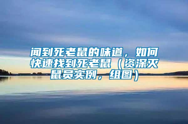 聞到死老鼠的味道，如何快速找到死老鼠（資深滅鼠員實例，組圖）