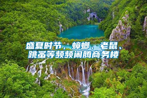 盛夏時節，蟑螂、老鼠、跳蚤等頻頻鬧騰商務樓