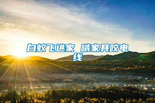 白蟻飛進(jìn)家 啃家具咬電線(xiàn)