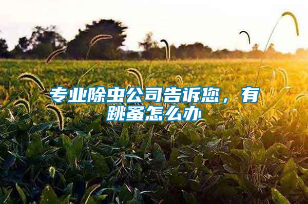 專業除蟲公司告訴您，有跳蚤怎么辦