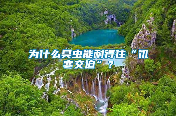 為什么臭蟲能耐得住“饑寒交迫”？
