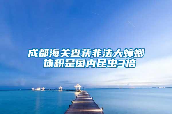 成都海關查獲非法大蟑螂 體積是國內昆蟲3倍