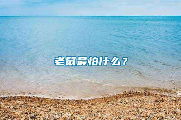 老鼠最怕什么？