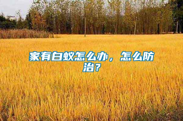 家有白蟻怎么辦，怎么防治？
