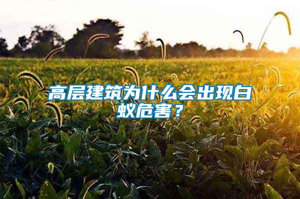 高層建筑為什么會出現白蟻危害？