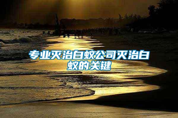 專業滅治白蟻公司滅治白蟻的關鍵