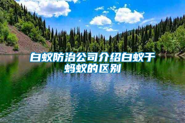 白蟻防治公司介紹白蟻于螞蟻的區別
