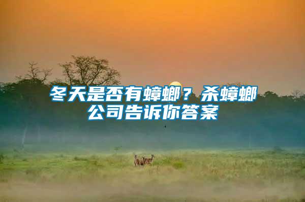 冬天是否有蟑螂？殺蟑螂公司告訴你答案