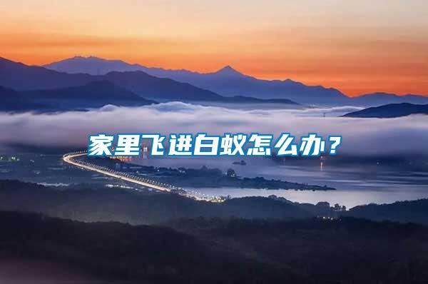 家里飛進白蟻怎么辦？