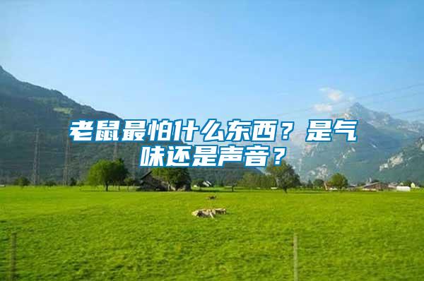 老鼠最怕什么東西？是氣味還是聲音？