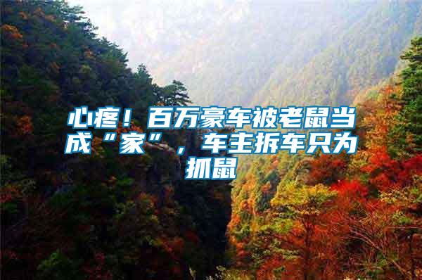 心疼！百萬豪車被老鼠當成“家”，車主拆車只為抓鼠
