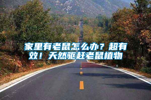 家里有老鼠怎么辦？超有效！天然驅(qū)趕老鼠植物