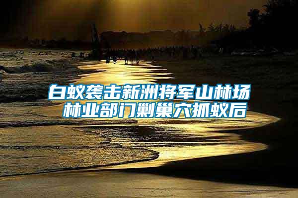 白蟻襲擊新洲將軍山林場 林業部門剿巢穴抓蟻后
