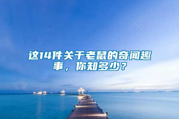 這14件關于老鼠的奇聞趣事，你知多少？