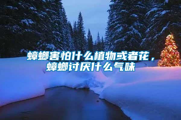 蟑螂害怕什么植物或者花，蟑螂討厭什么氣味