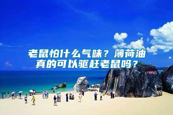 老鼠怕什么氣味？薄荷油真的可以驅趕老鼠嗎？