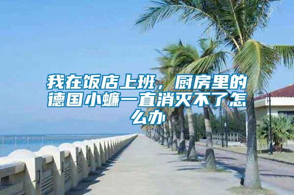 我在飯店上班，廚房里的德國小蠊一直消滅不了怎么辦