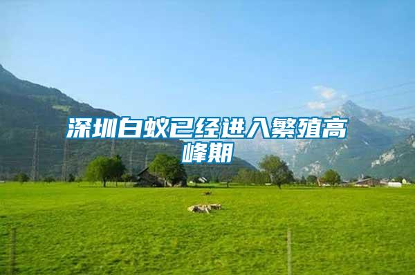 深圳白蟻已經進入繁殖高峰期