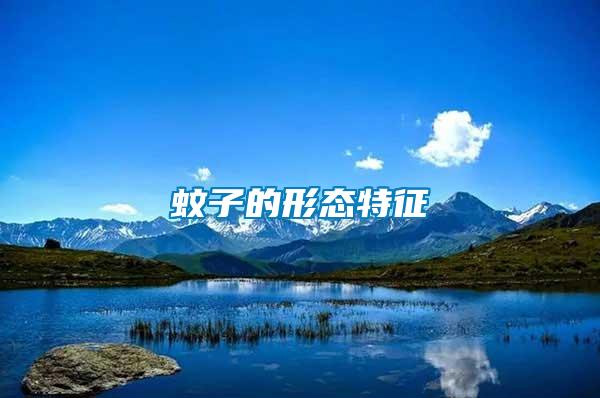蚊子的形態特征
