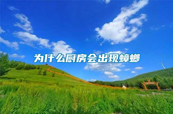 為什么廚房會出現蟑螂