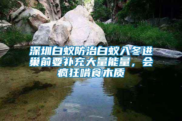 深圳白蟻防治白蟻入冬進巢前要補充大量能量，會瘋狂啃食木質