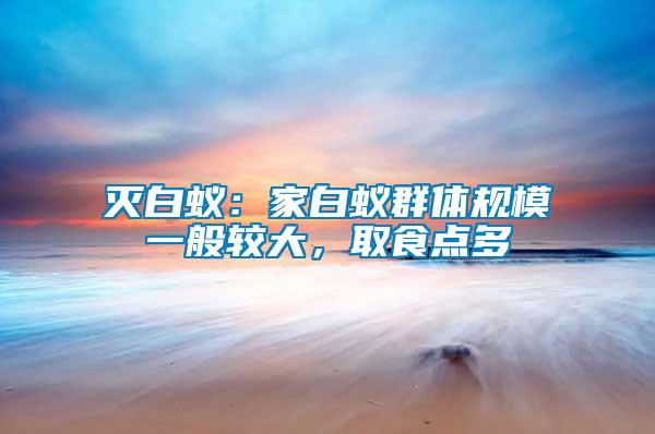 滅白蟻：家白蟻群體規模一般較大，取食點多